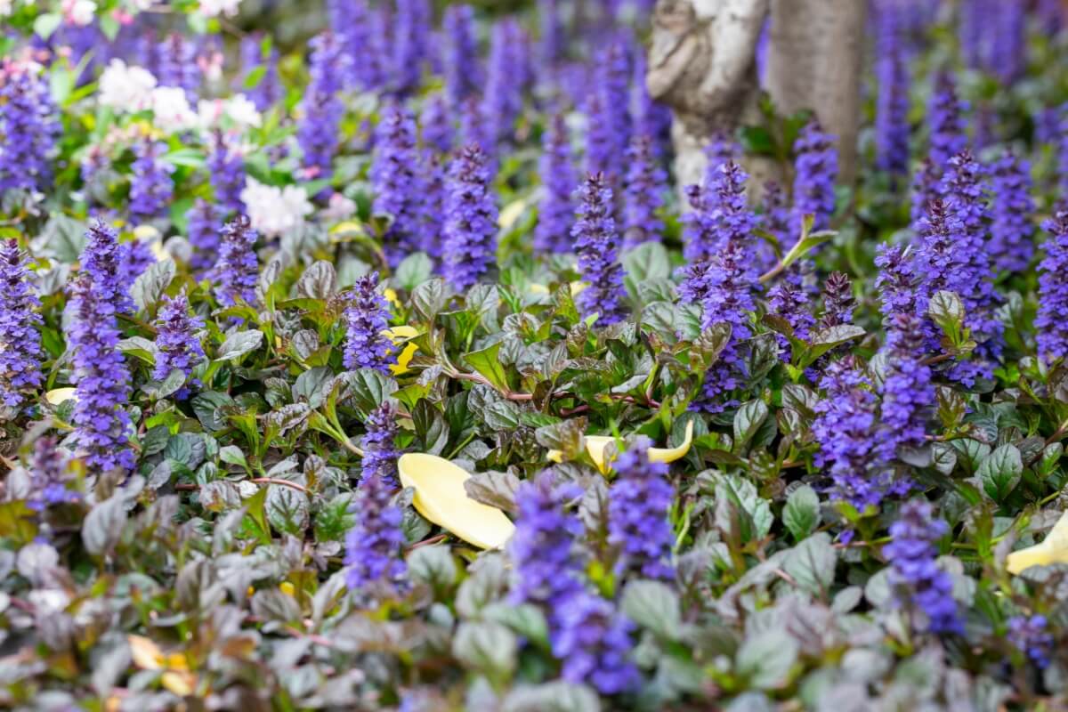 50 Best Deer-Resistant Flowers and Plants for Your Garden - Petal Republic