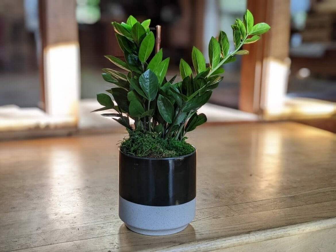 UrbanStems Plant Delivery Review Modern, EthicallySourced Plants for