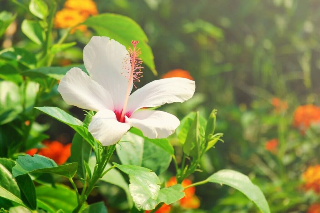 Kauai White Hibiscus (Hibiscus waimeae)