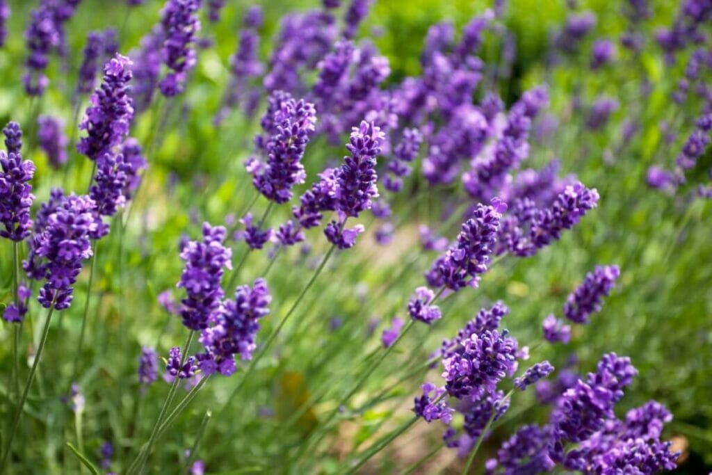 Lavender Plants Could Help Boost Productivity