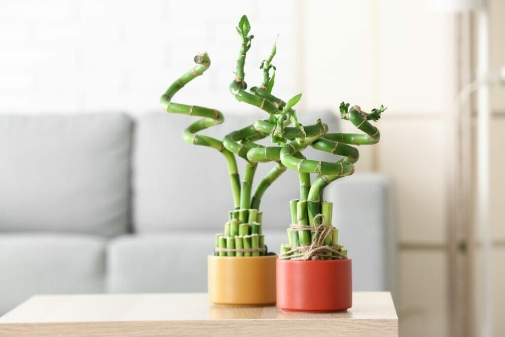Lucky Bamboo Plants Are Easy to Propagate