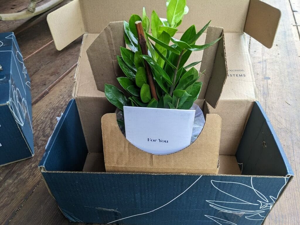 Taking Delivery of my UrbanStems Plants