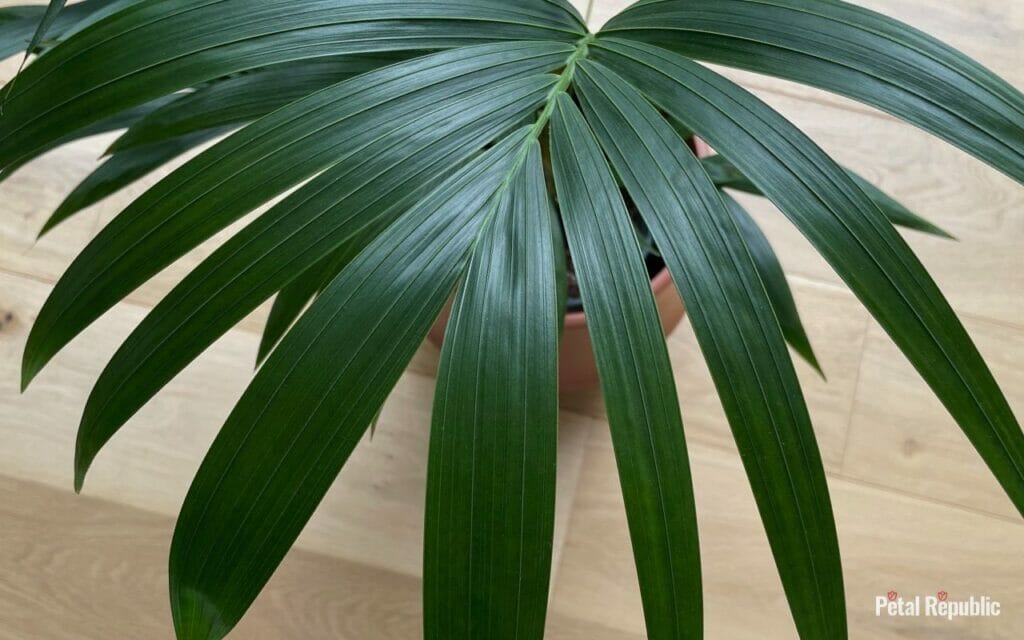 The Best Soil Mix for Kentia Palms