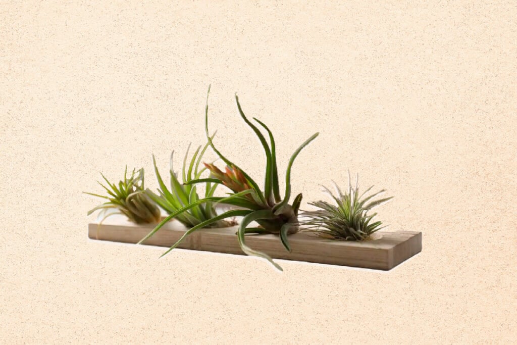 10 Amazing Uses and Benefits of Air Plants