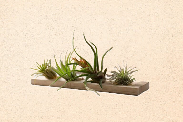 10 Amazing Uses and Benefits of Air Plants