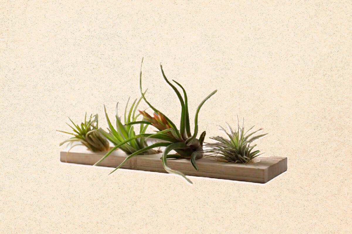 10 Amazing Uses and Benefits of Air Plants