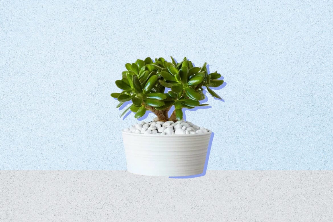 10 Best Feng Shui Plants for Your Office Desk Petal Republic