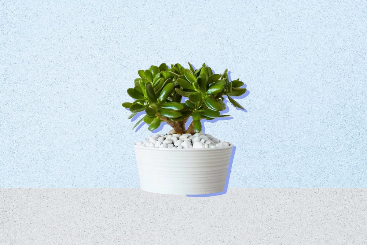 10 Best Feng Shui Plants for Your Office Desk