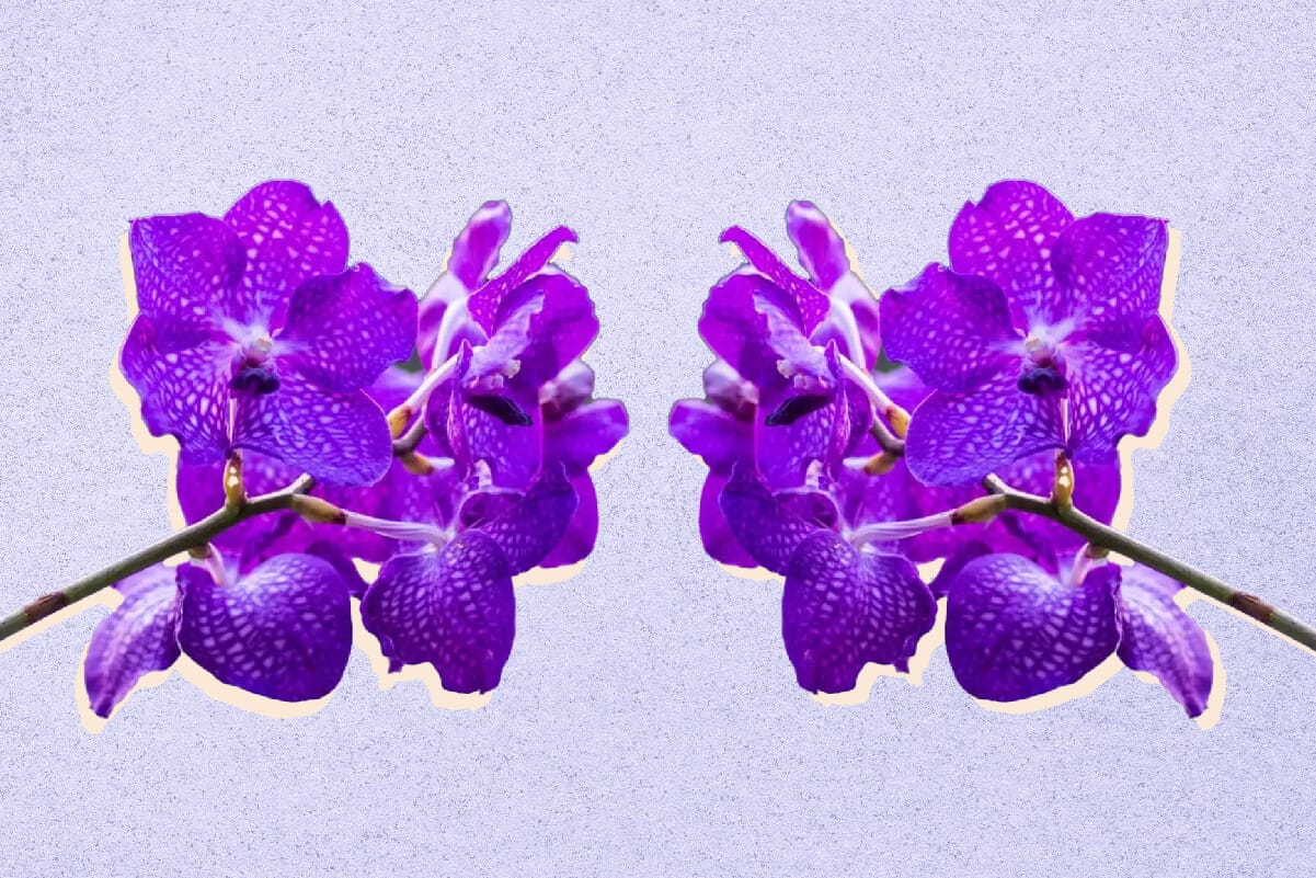 10 Best Types of Vanda Orchids to Grow at Home
