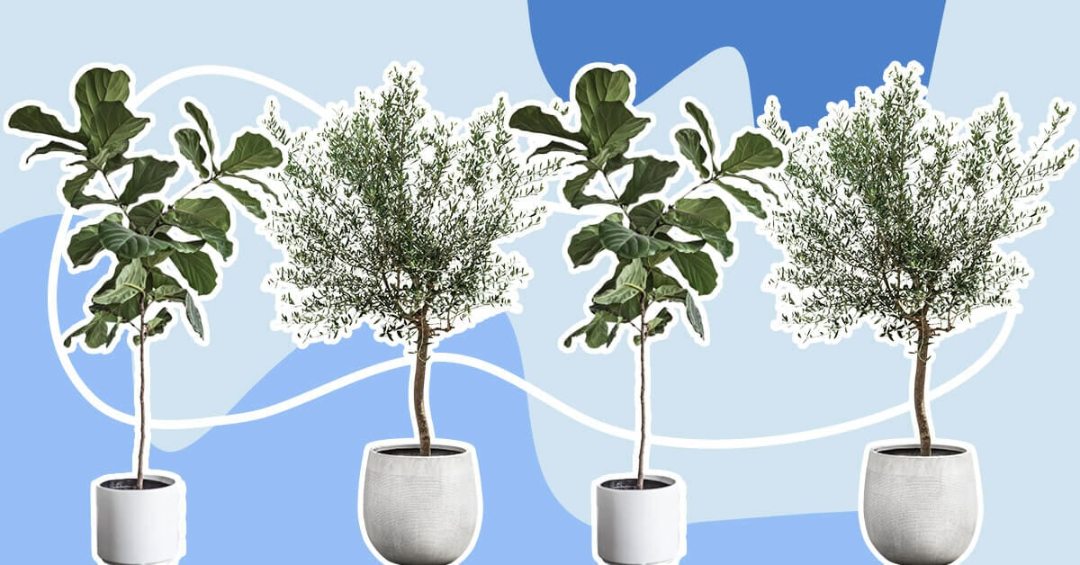 Best Feng Shui Plants for Business