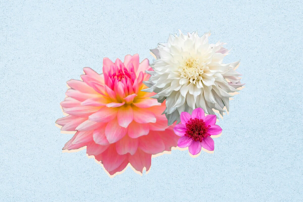 15 Officially Recognized Dahlia Flower Colors