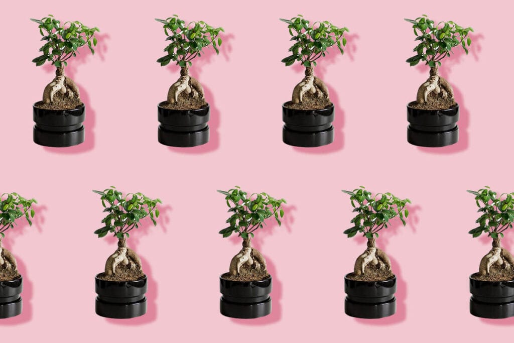 Amazing Benefits of Ficus Ginseng Plants