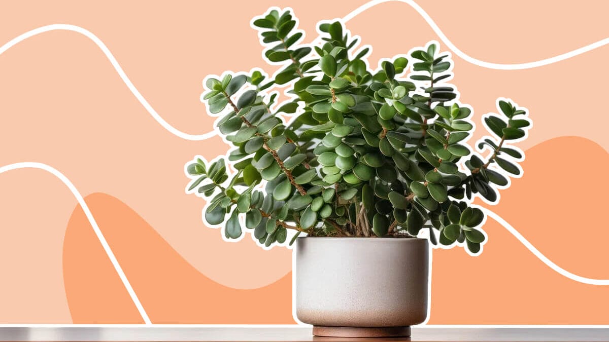 plant bug spray indoor Peppermint Indoor Pest Control