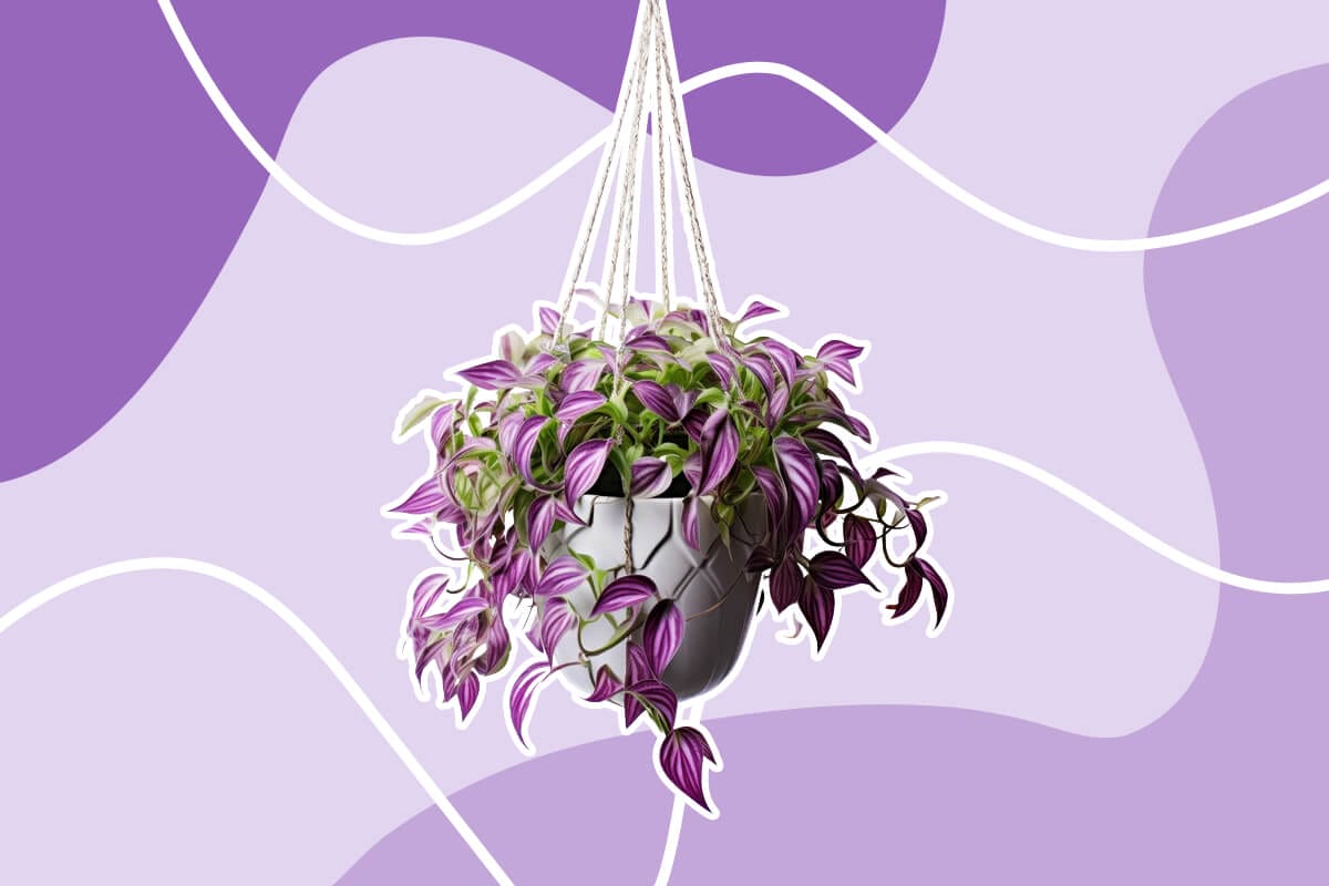Amazing Purple Houseplants and How to Grow Them at Home