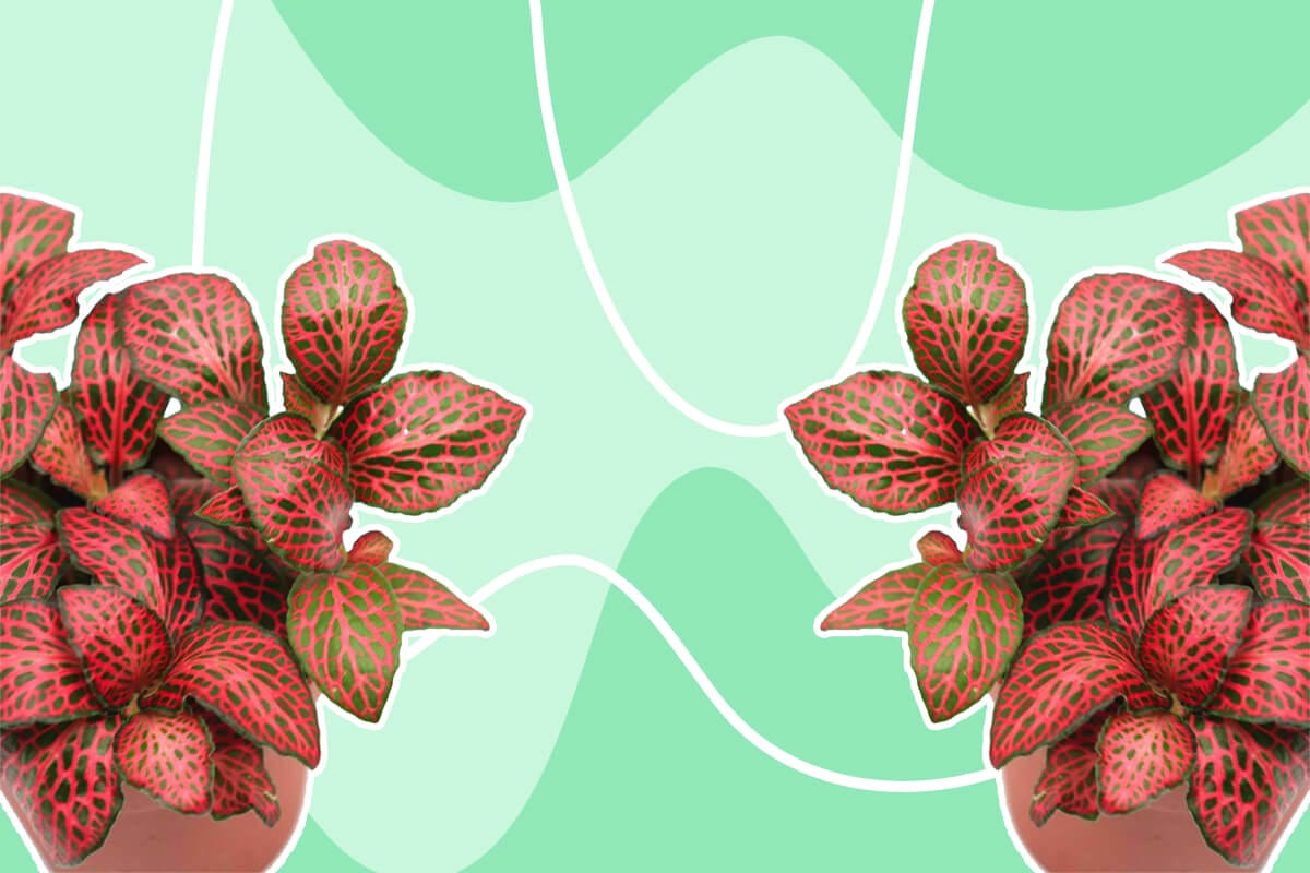 Amazing Red Houseplants and How to Grow Them at Home
