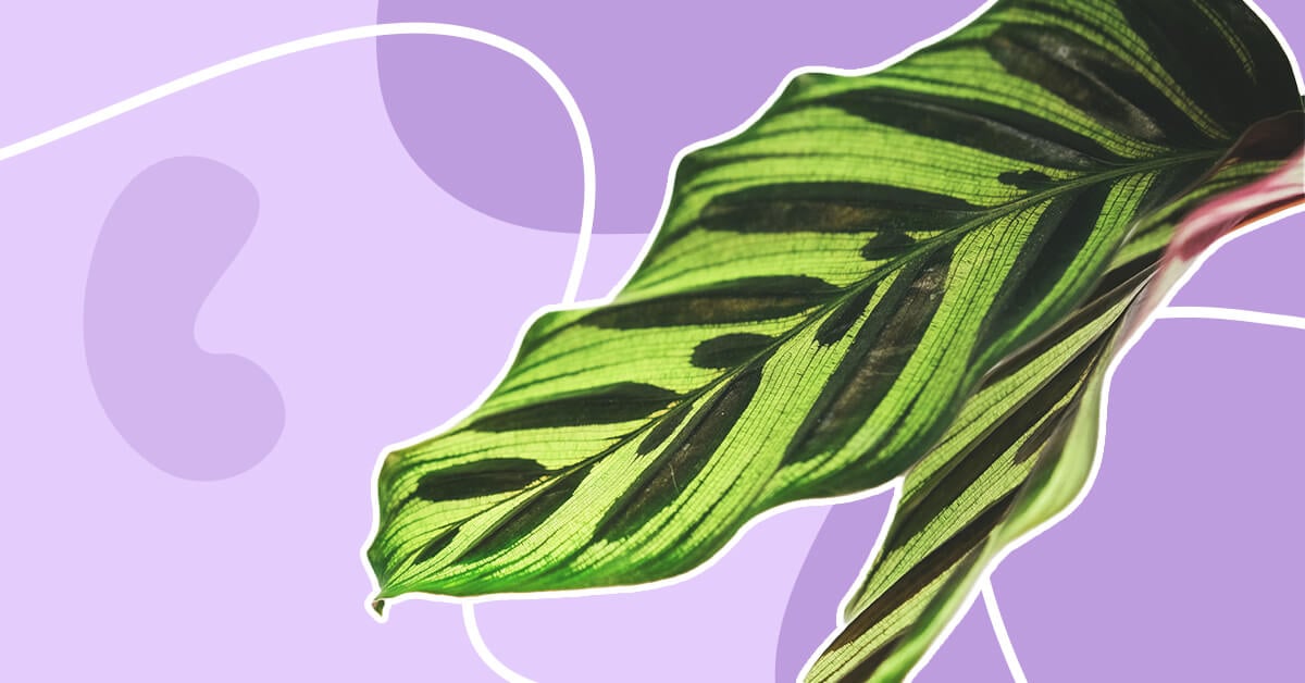 Amazing Types of Calathea Plants to Grow at Home