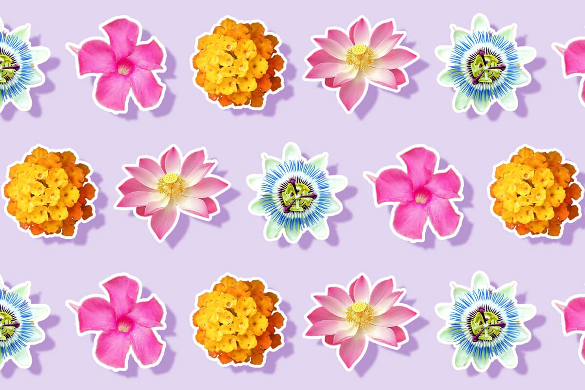 Amazing Types of Exotic Flowers