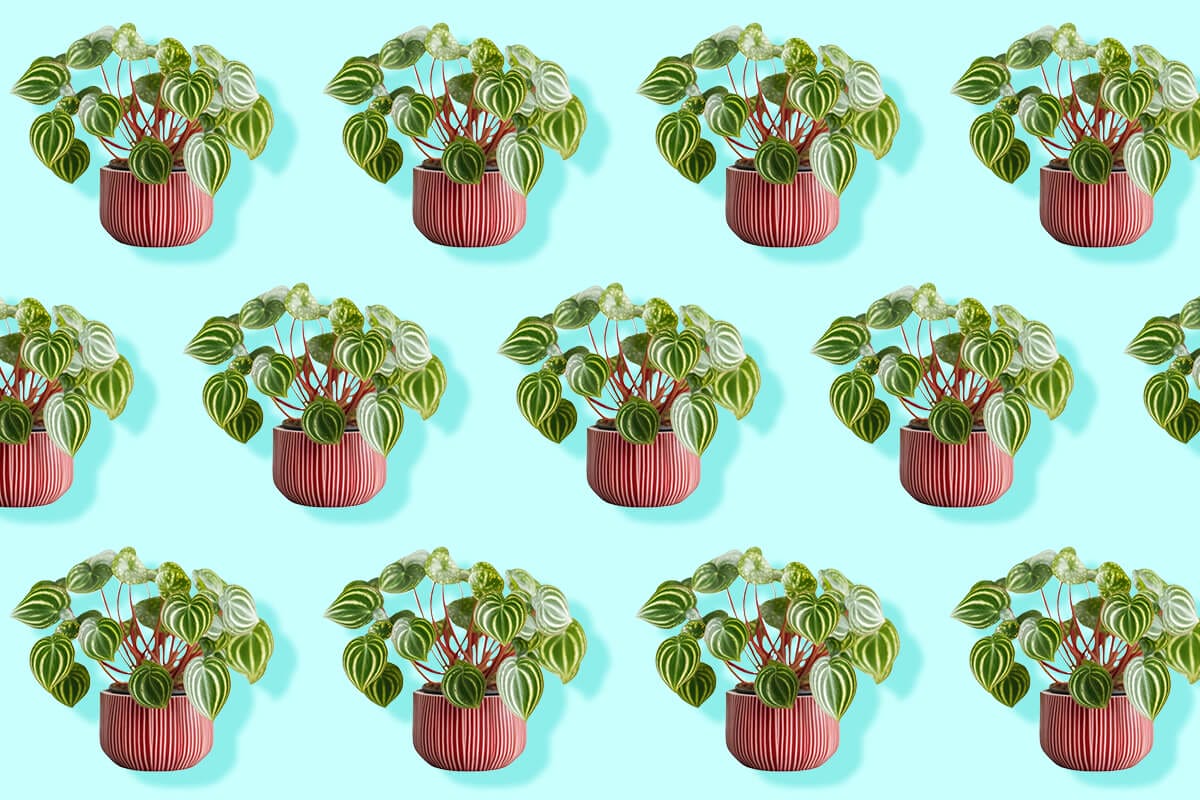 Amazing Types of Peperomia Plants to Grow at Home