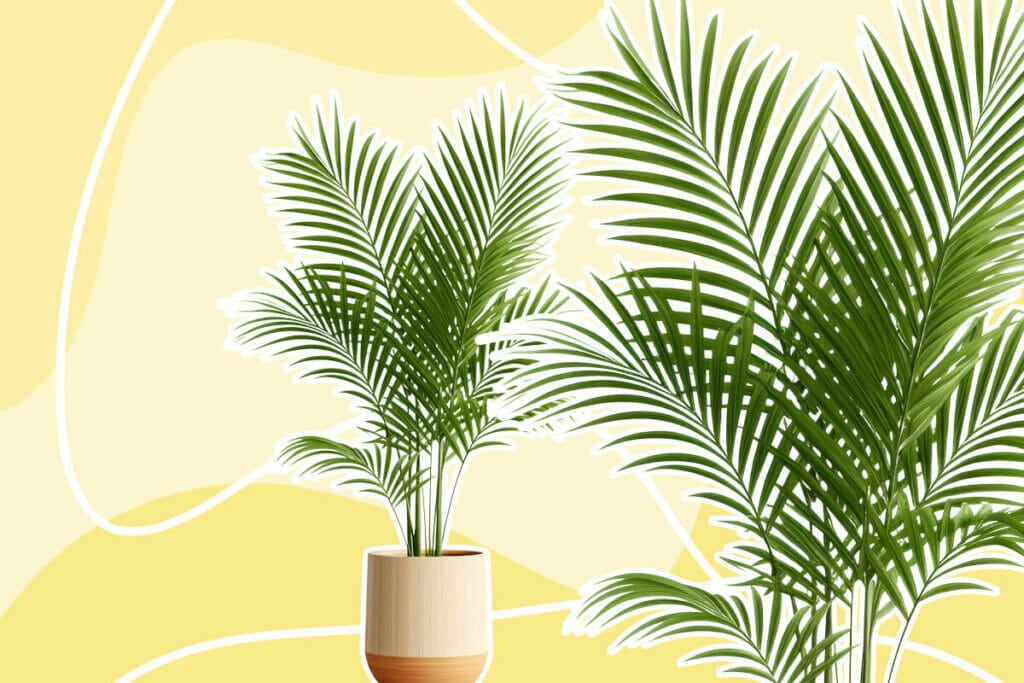 Amazing Uses and Benefits of Areca Palms