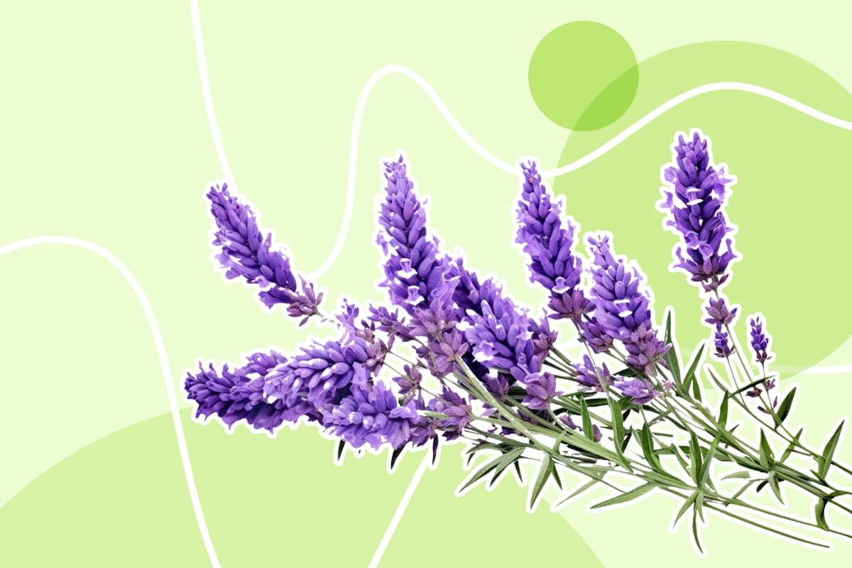 Amazing Uses and Benefits of Lavender Plants