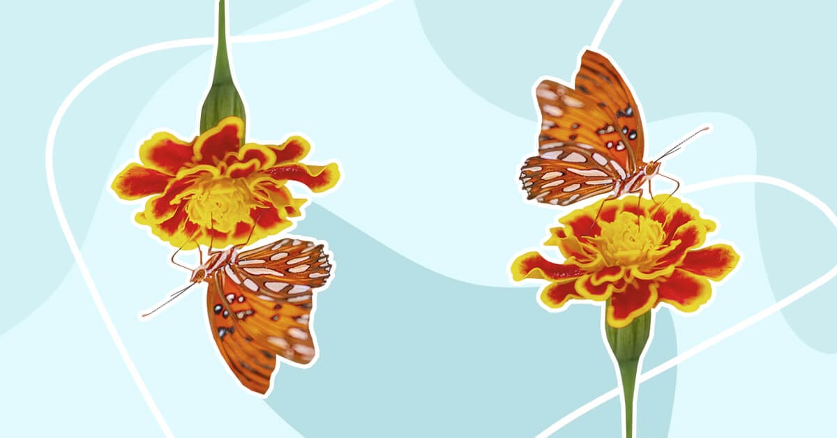 Amazing Uses and Benefits of Marigold Flowers