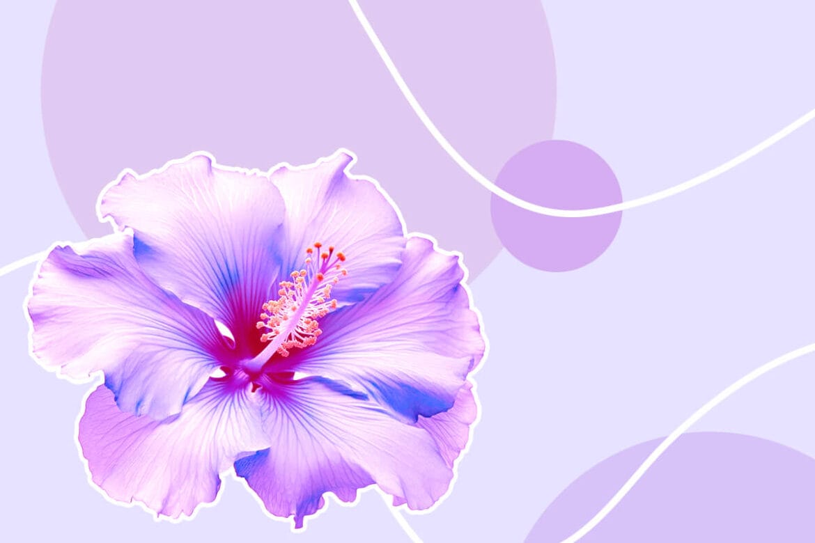 14 Stunning Varieties of Purple Hibiscus Petal Republic