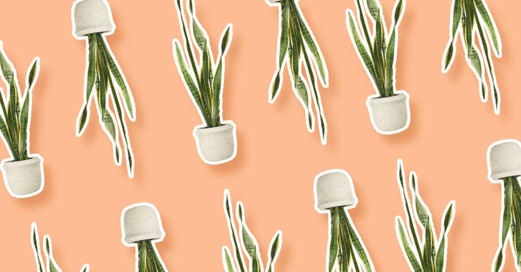Best Houseplants for Small Apartments