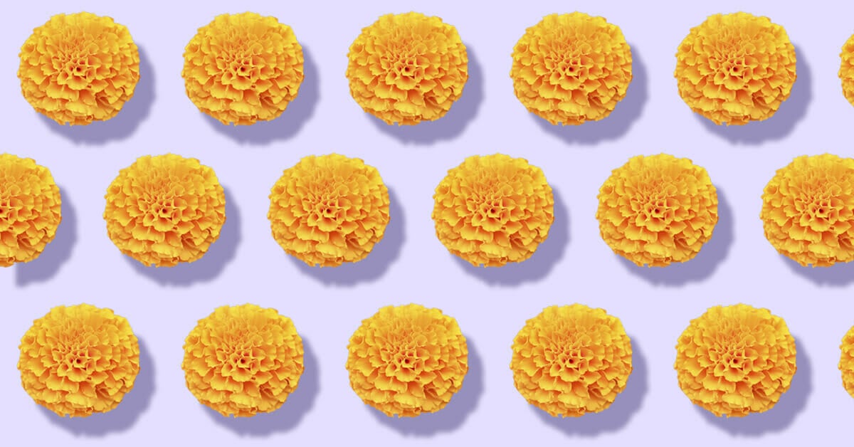 Best Marigold Varieties to Grow at Home