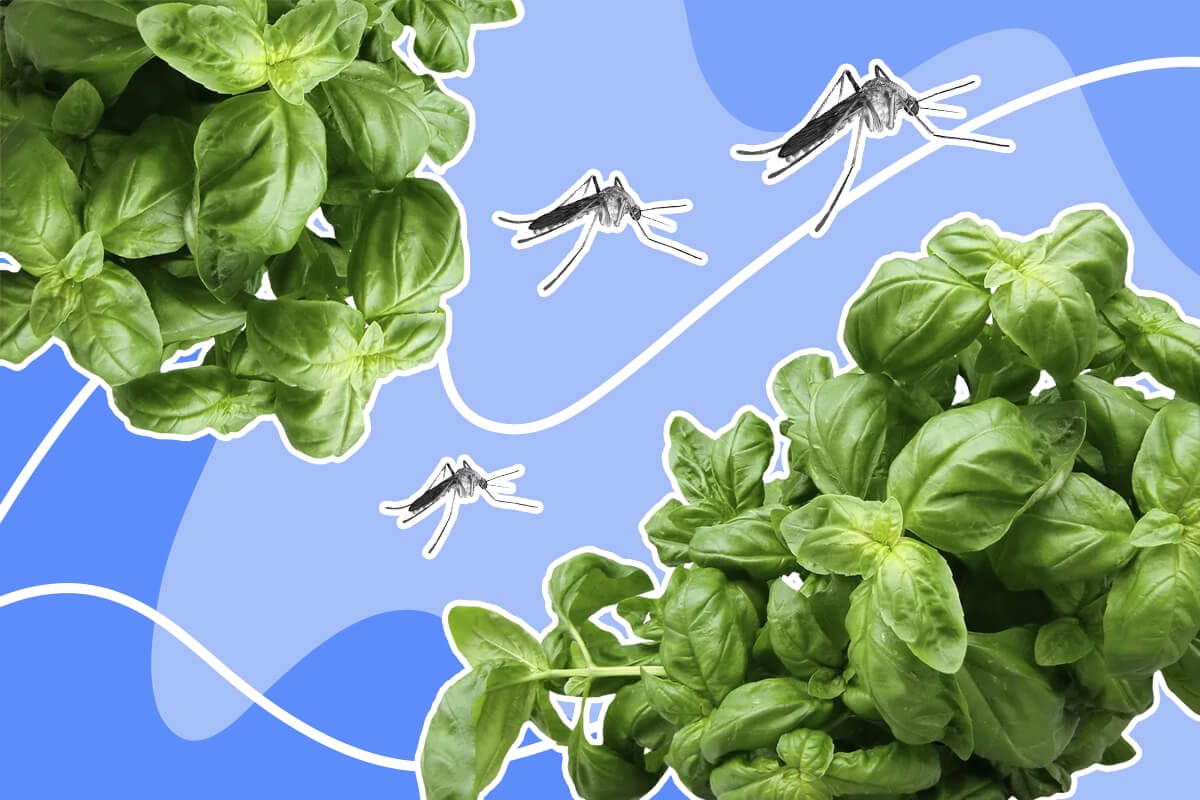 Best Mosquito Repellent Plants for Your Garden and Patio