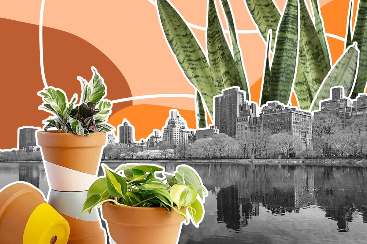 Best NYC Plant Shops and Live Plant Delivery Services