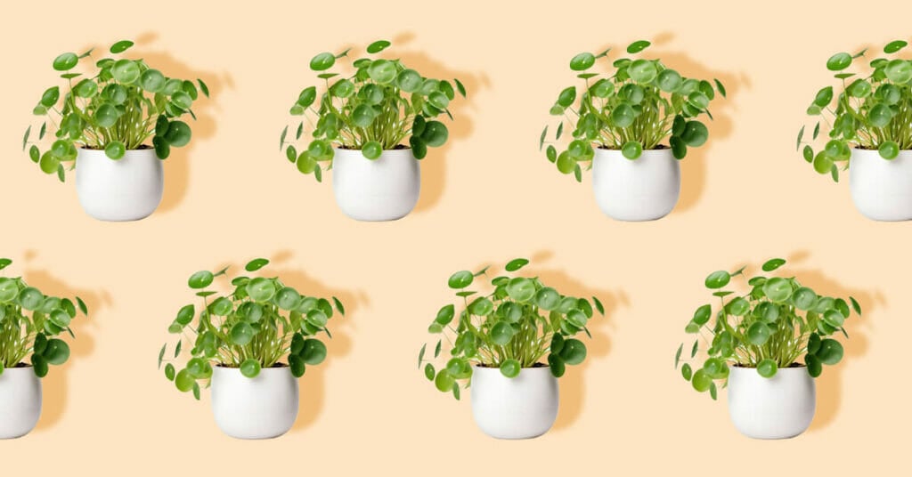 15 Best Plants for SouthFacing Windows Petal Republic