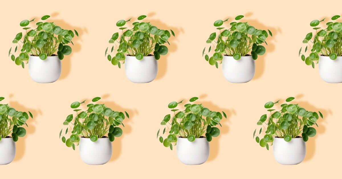 Best Plants for South-Facing Windows