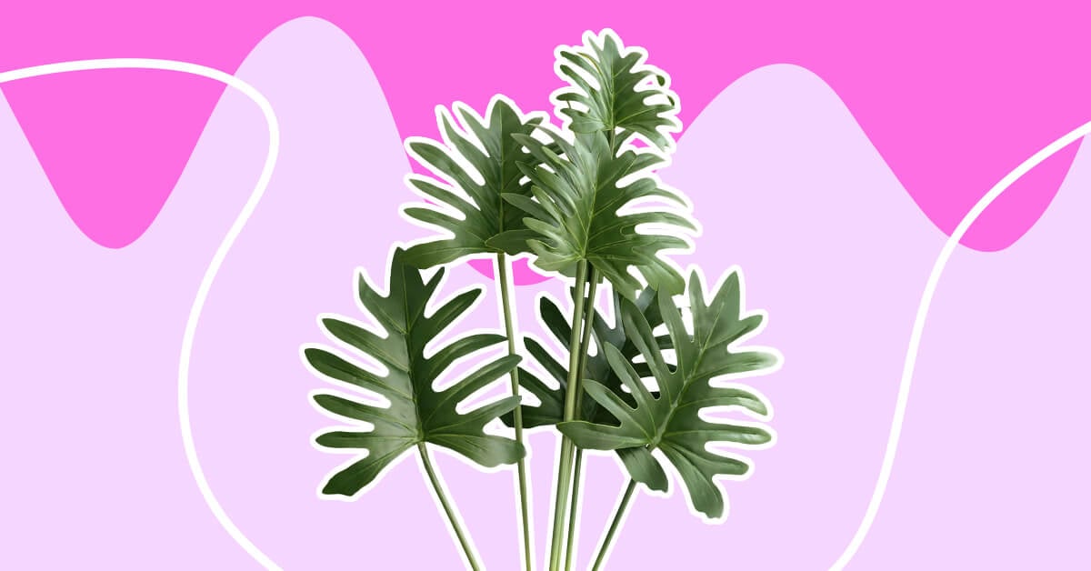 Best Types of Philodendron to Grow As Houseplants