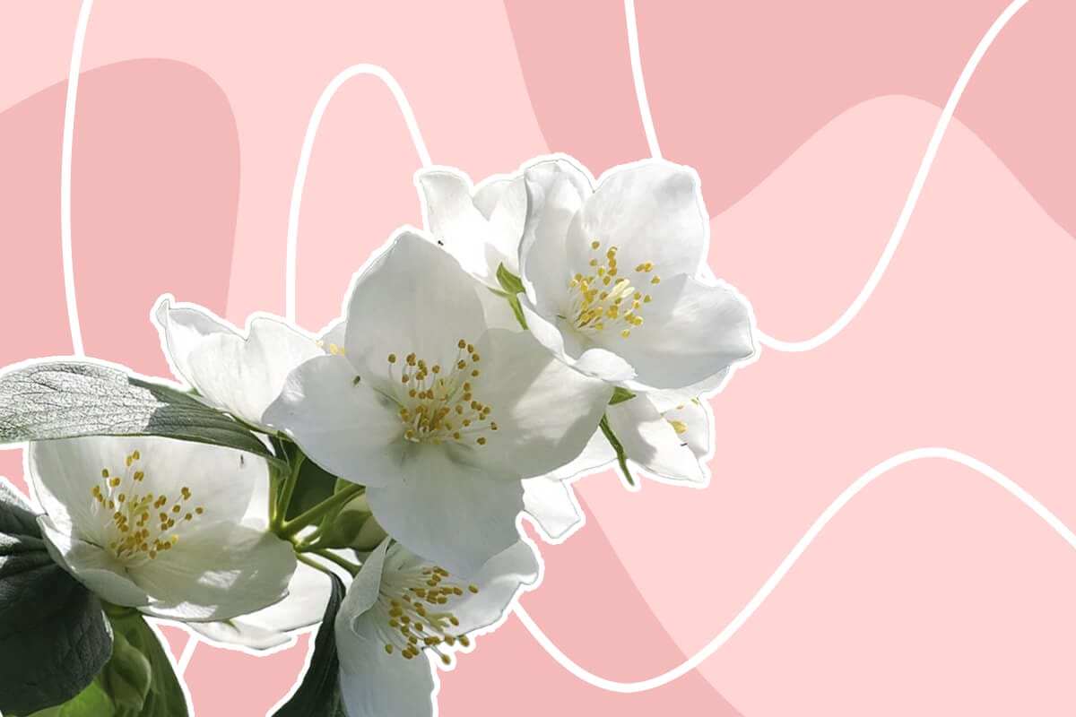 Best Types of Plants for Balconies and Roof Terraces
