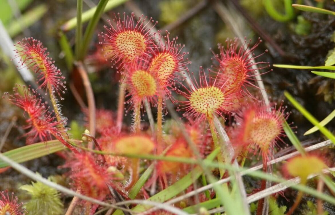 30 Native French Flowers and Wildflowers to Admire - Petal Republic