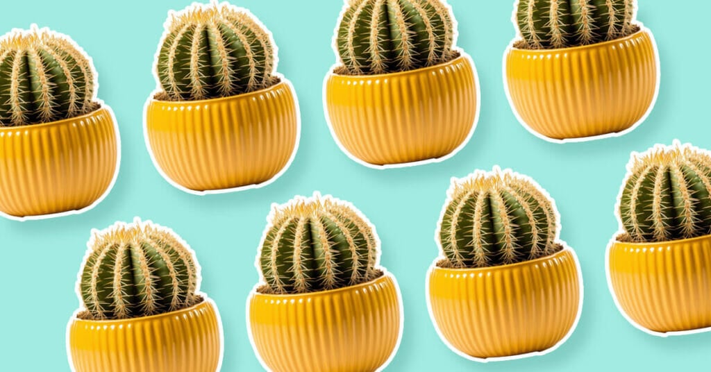 Desert Plants With Names, Pictures, and Growing Tips