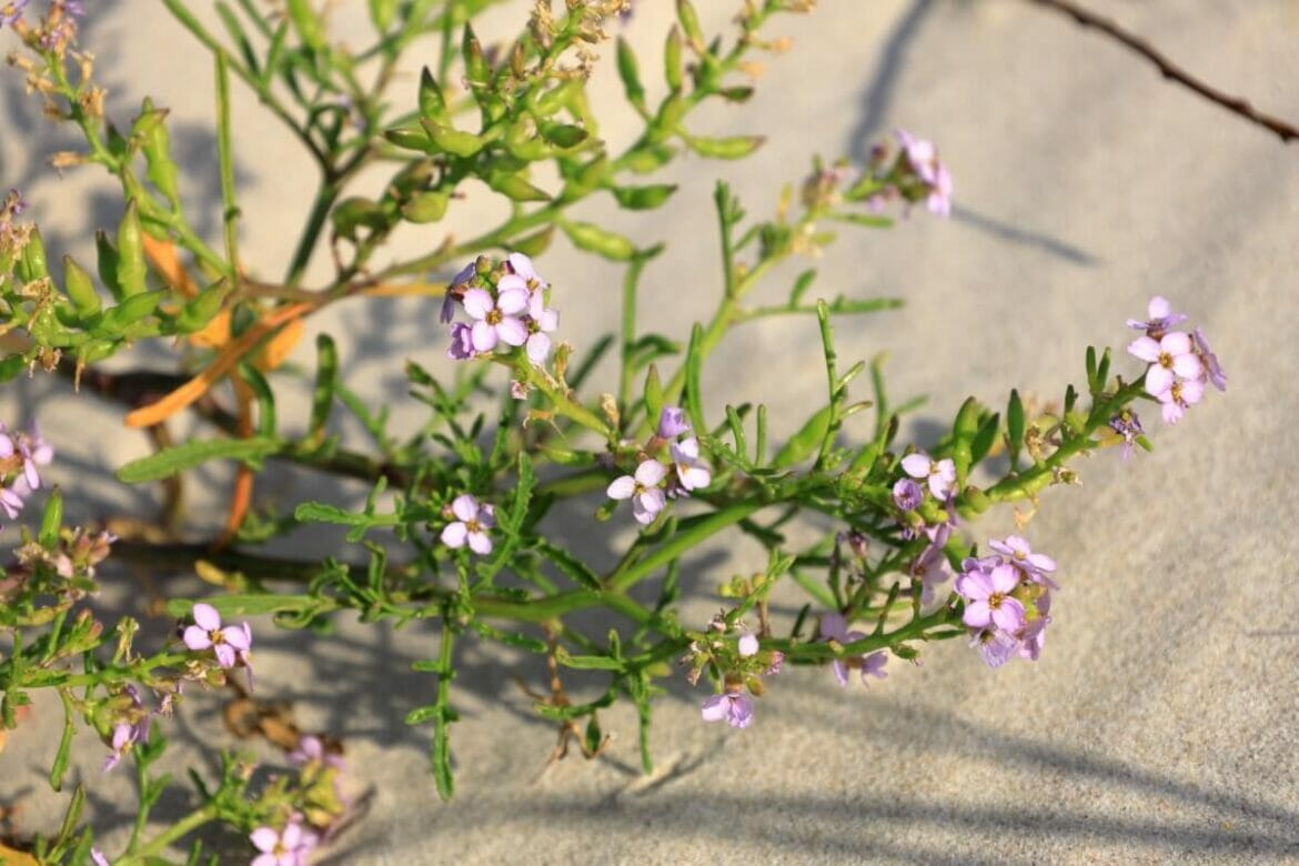 30 Native French Flowers and Wildflowers to Admire - Petal Republic