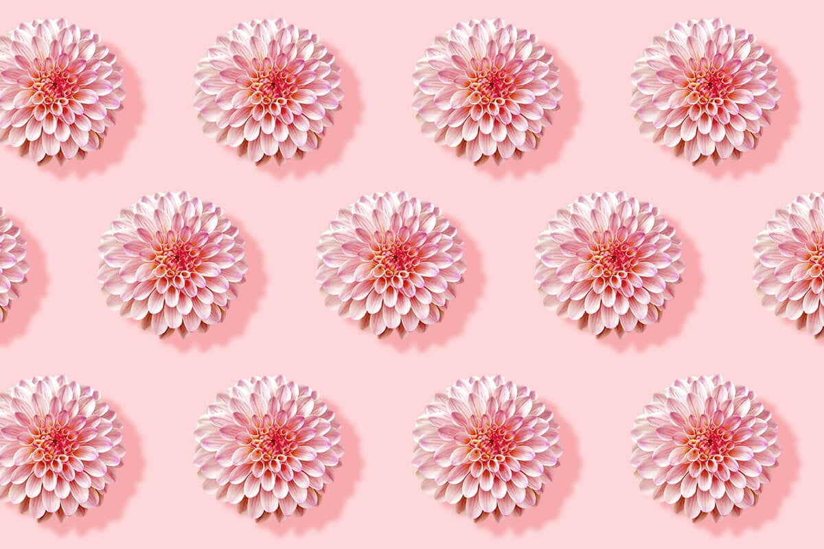 How to Cut Dahlias for a Vase or Bouquet