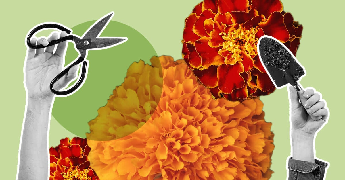 How to Cut Marigolds for a Vase or Bouquet