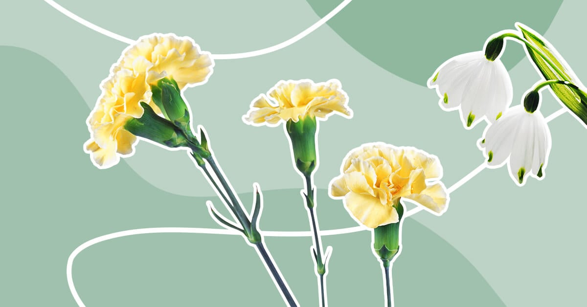 January Birth Month Flowers_ Carnation and Snowdrop