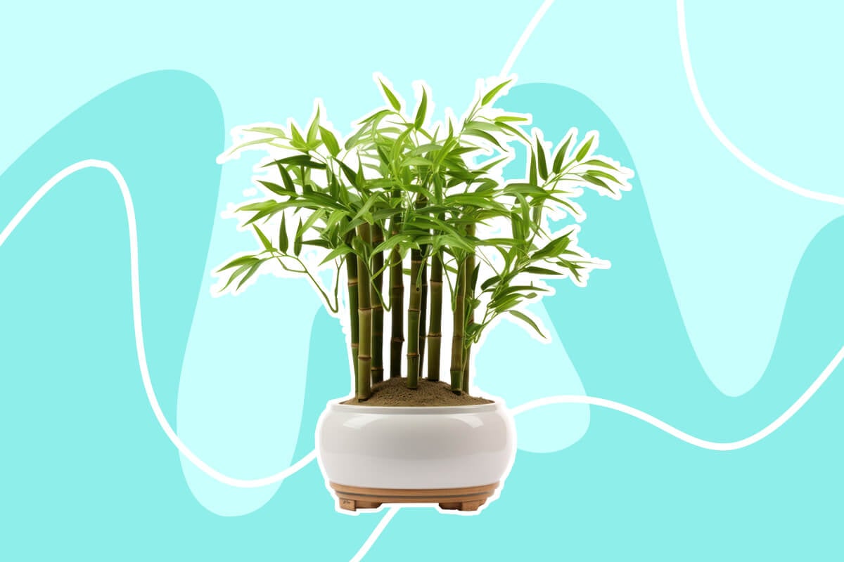 Lucky Bamboo Benefits