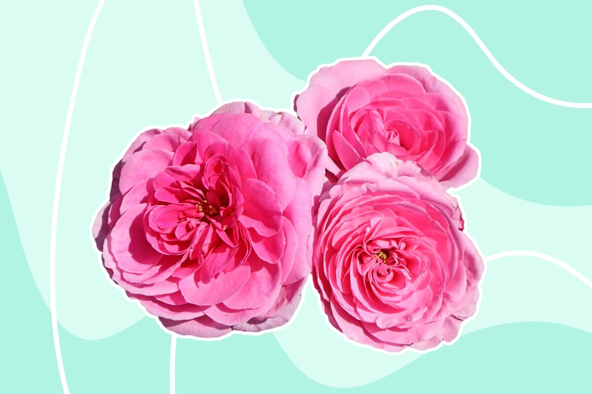 Most Fragrant Roses for a Blissful Garden Experience