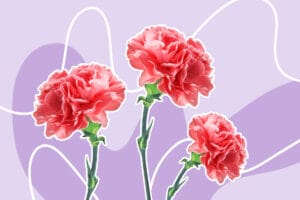 Most Fragrant Types of Carnation Flowers