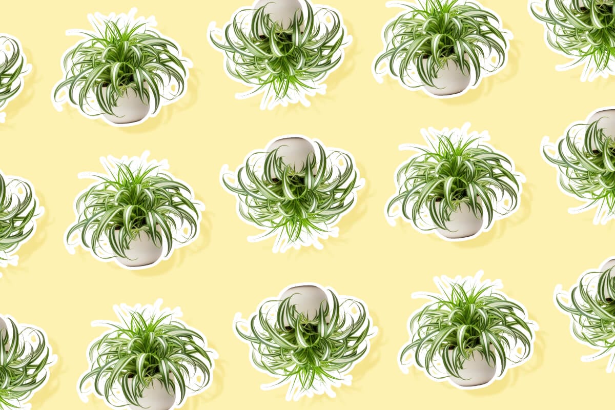 Popular Types of Spider Plant & How to Grow Them