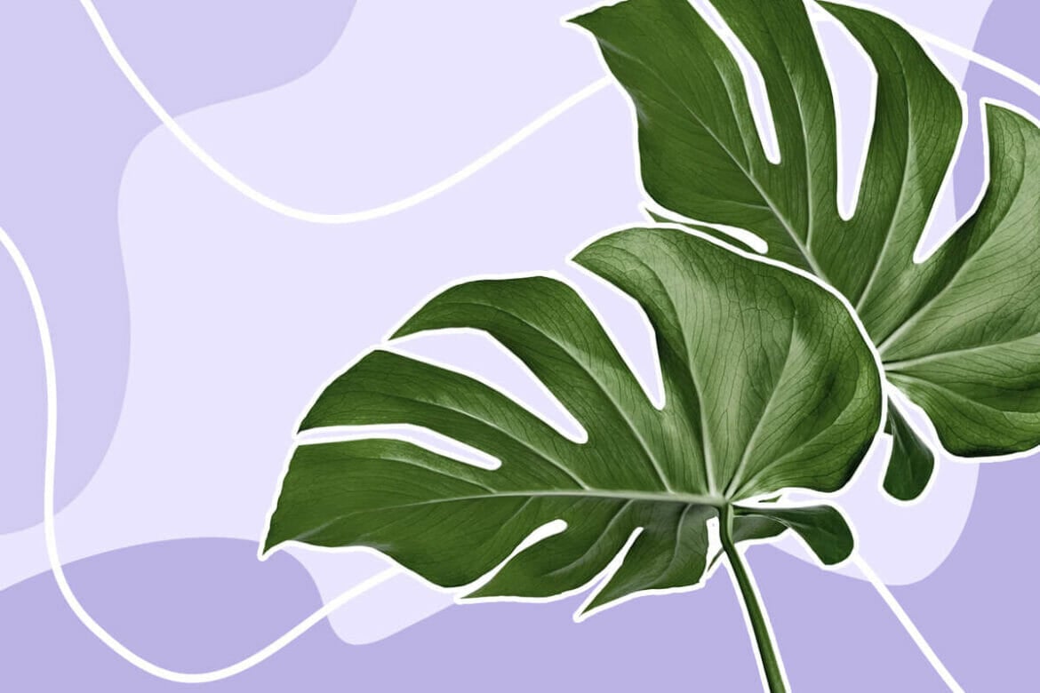 12 Reasons Your Monstera Leaves Are Turning Yellow (And How To Fix It