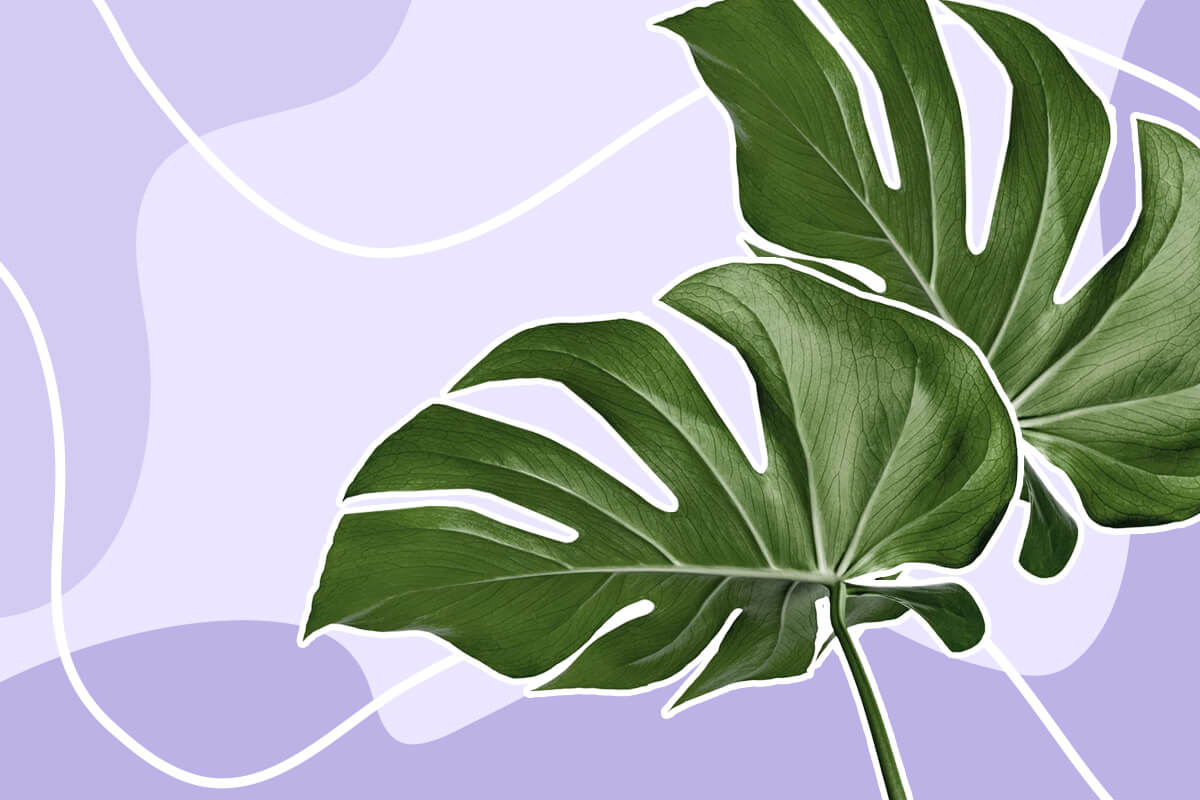 Reasons Your Monstera Leaves Are Turning Yellow And How To Fix It