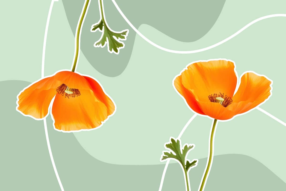 Stunning Native California Flowers and Wildflowers