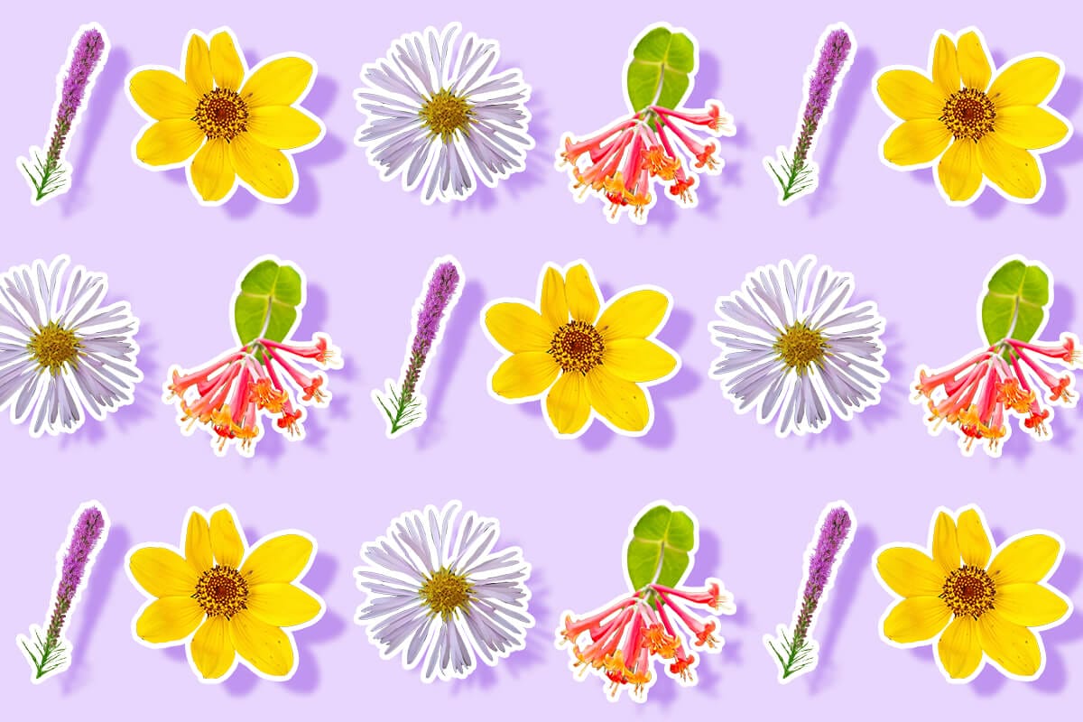 Stunning Native Florida Flowers and Plants