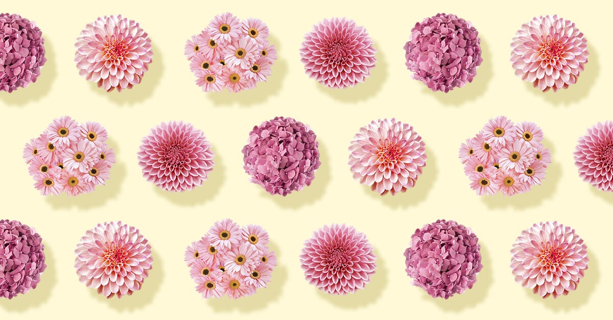 Types of Pink Flowers