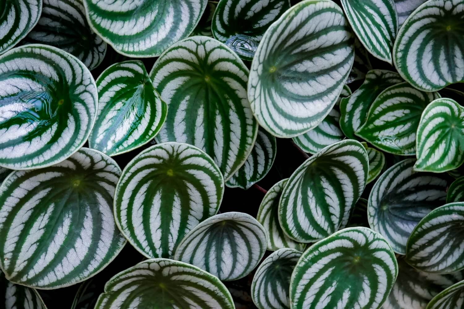 Watering Watermelon Peperomia: My Top Tips